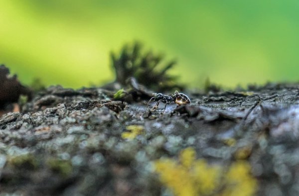 Quelles solutions pour masquer un compteur électrique dans son entrée?